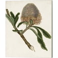 thumbnail image 3 of Metaverse Unknown 'Antique Protea B' Canvas Art (Set of 2), 3 of 4