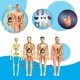 thumbnail image 2 of Juguetes modelo de cuerpo humano para niños, descripción realista de la anatomía humana, 2 of 5