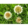 thumbnail image 4 of White Dutch Clover Seed Flowering Seeds for Wildlife Food Plots & Soil Erosion Control 1 lb OrOlam Brand, 4 of 5