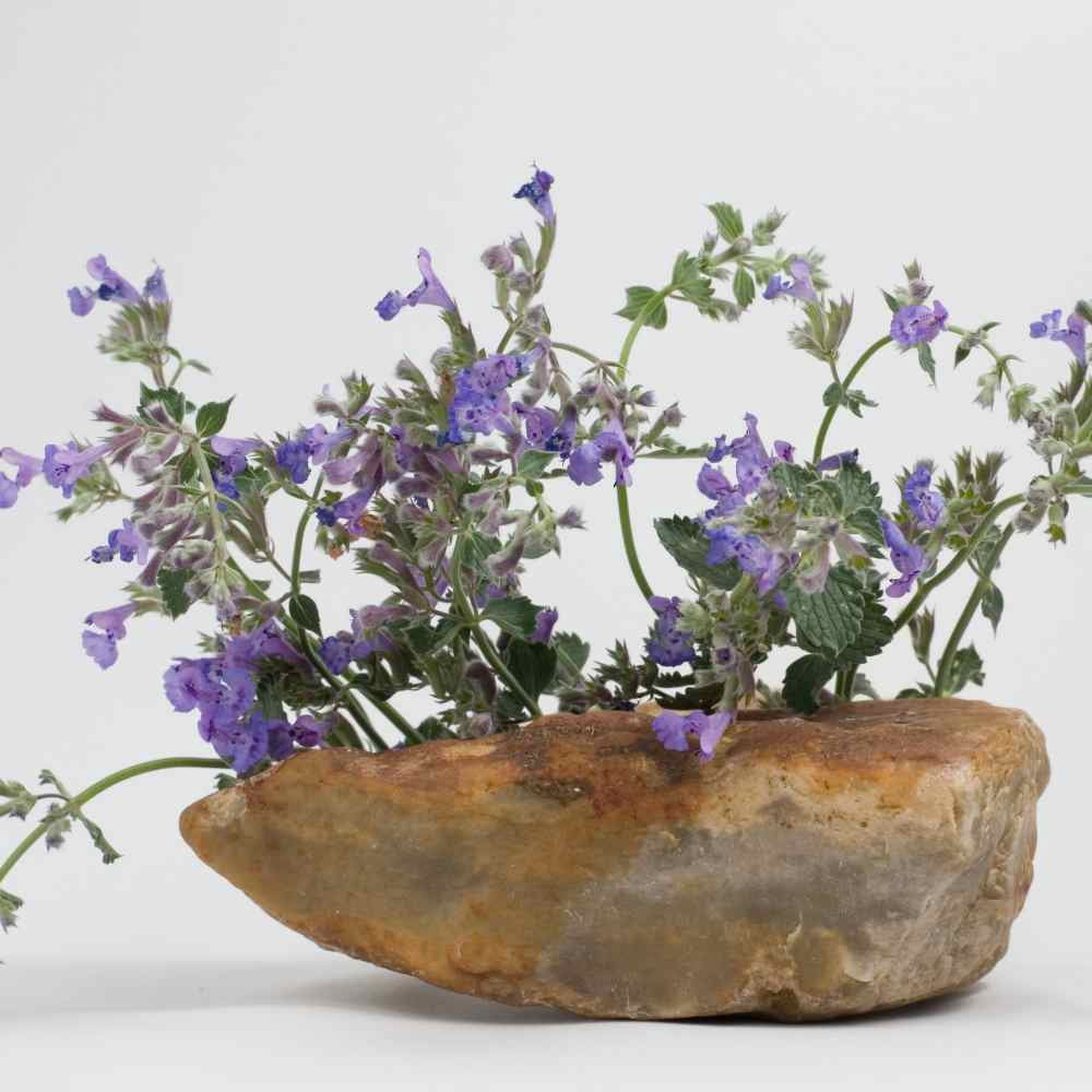 Nepeta Cataria Catnip Xeriscape Herb Garden Plant Seeds - 1 LB