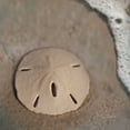 thumbnail image 2 of Schlabach, Sue 26x26 Black Ornate Wood Framed with Double Matting Museum Art Print Titled - Sand Surf Sand Dollar, 2 of 4