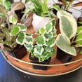 thumbnail image 4 of Element by Altman Plants Miniature Live House Plants (6PK), Air Purifying Live Plants, 2" Pots, 4 of 15