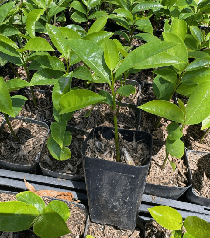 Soursop Tree Live for Planting, Guanabana Plant for Garden 8 to 12 Inch Tall, Ship No Pot