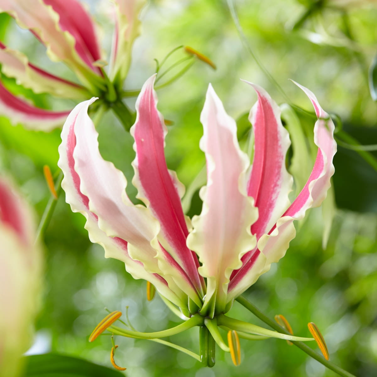 Sparkling Jib Gloriosa Lily Bulbs, Pink Colored Flowers (3Pack