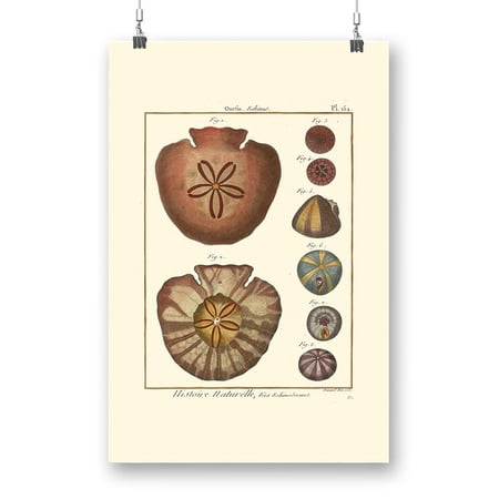 Sand Dollars Iv Poster - Denis Diderot Designs,