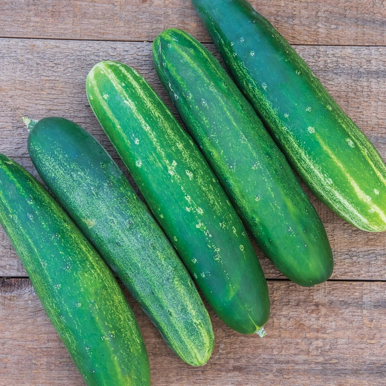 【cucumber】 Organic Straight Eight Cucumber - Cucumis sativus non-GMO