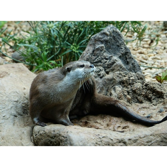 Framed Art For Your Wall Short Claw Otters Clawed Otter Aonyx