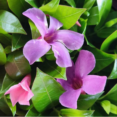 Mandevilla Bluephoria Plant Live for Planting, Flowering Mandevilla Plants, 4-6 Inch Tall, No Pot