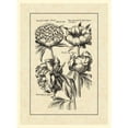thumbnail image 3 of Besler, Basilius 19x24 Black Modern Framed Museum Art Print Titled - Vintage Besler II, 3 of 5