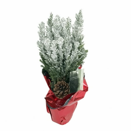 blue european cypress christmas tree indoors out 6 blue european cypress christmas tree indoors out 6