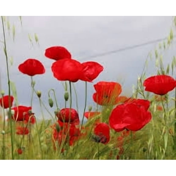 Corn Poppy 200 Seeds Brilliant RED Flower, Beautiful RED Blooms