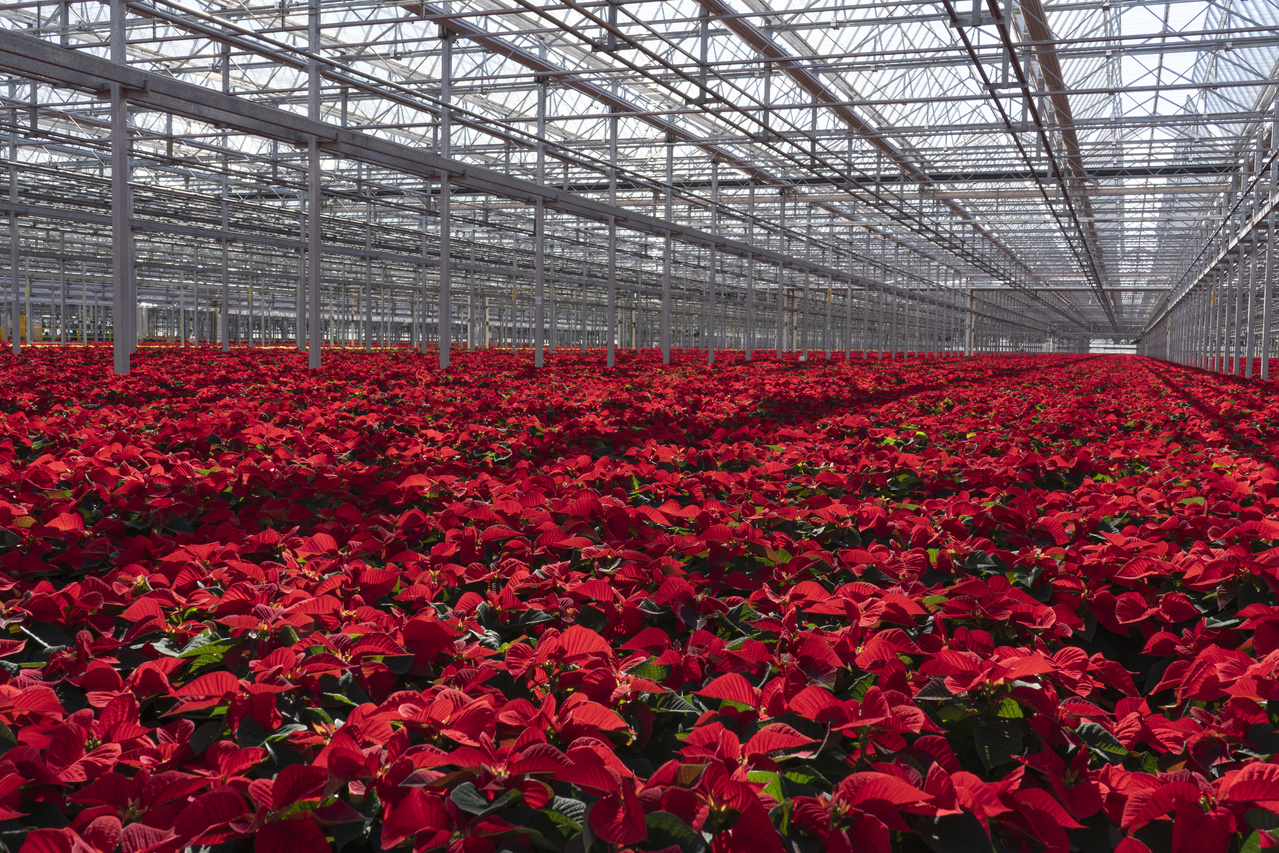 Holiday Time Pint Red Poinsettia Live Houseplant Green Foil Cover Indirect Sunlight 6 Pack