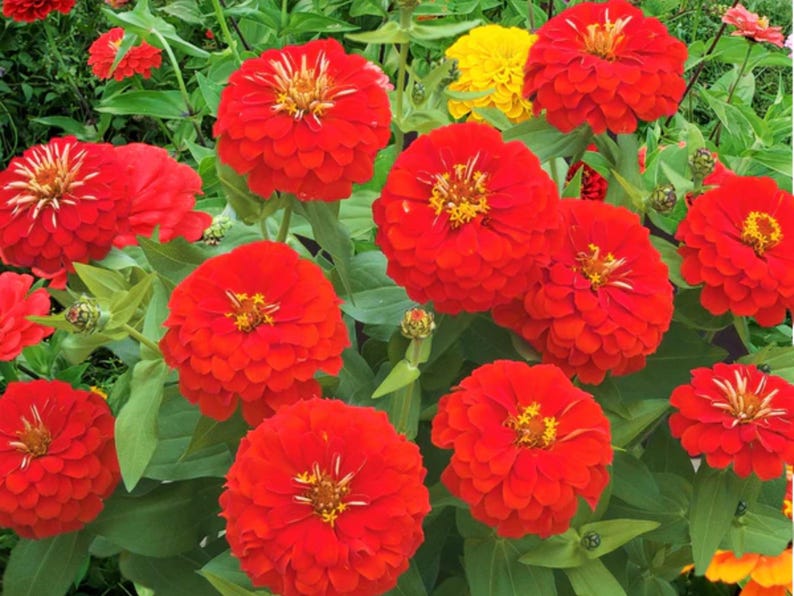 30 Seeds Cherry Queen Zinnia , Drought and Dormant Plant, Open-Pollinated Zinnia Flowers