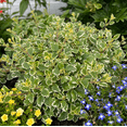 thumbnail image 5 of 2 Swedish Ivy Aurea Variegated Plants Live for Planting Indoor Outdoor 4-8 Inch Tall, Plectranthus Swedish Ivy Mint Herbs Starter Plants, 5 of 8