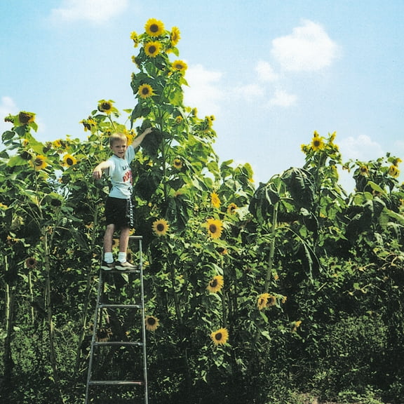 Skyscraper Sunflower Seeds, Approximately 50 seeds per package