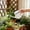Gray, variant on Horticultural Watering Spray Pot Household Watering Pot Long Spout Showerhead Pot Vegetable Watering Spray Pot Flower Watering Pot Watering Kettle