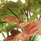 thumbnail image 5 of Terrario de reptiles, planta artificial, adorno decorativo para reptiles, decoración de cuevas para acuarios., 5 of 6