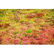 150 MIXED SEDUM Stonecrop Succulent Groundcover Red White Yellow Pink Purple Flower Seeds