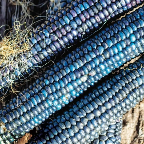 TomorrowSeeds - Shades of Blue Ornamental Corn Seeds - 100 Count - For 2026 Planting Maize Native