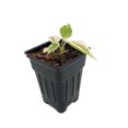 thumbnail image 2 of Variegated Cupid Peperomia - Peperomia scandens variegata - 2.5" Pot, 2 of 2