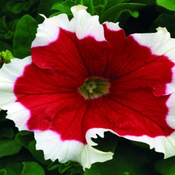Mountain Valley Seed Company Frost Series 1000 Petunia Flower Seeds, Fire Colored Blooms