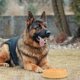 thumbnail image 4 of unbranded Para Perros Con Antideslizante Ideal Para Uso En Interiores, 4 of 8