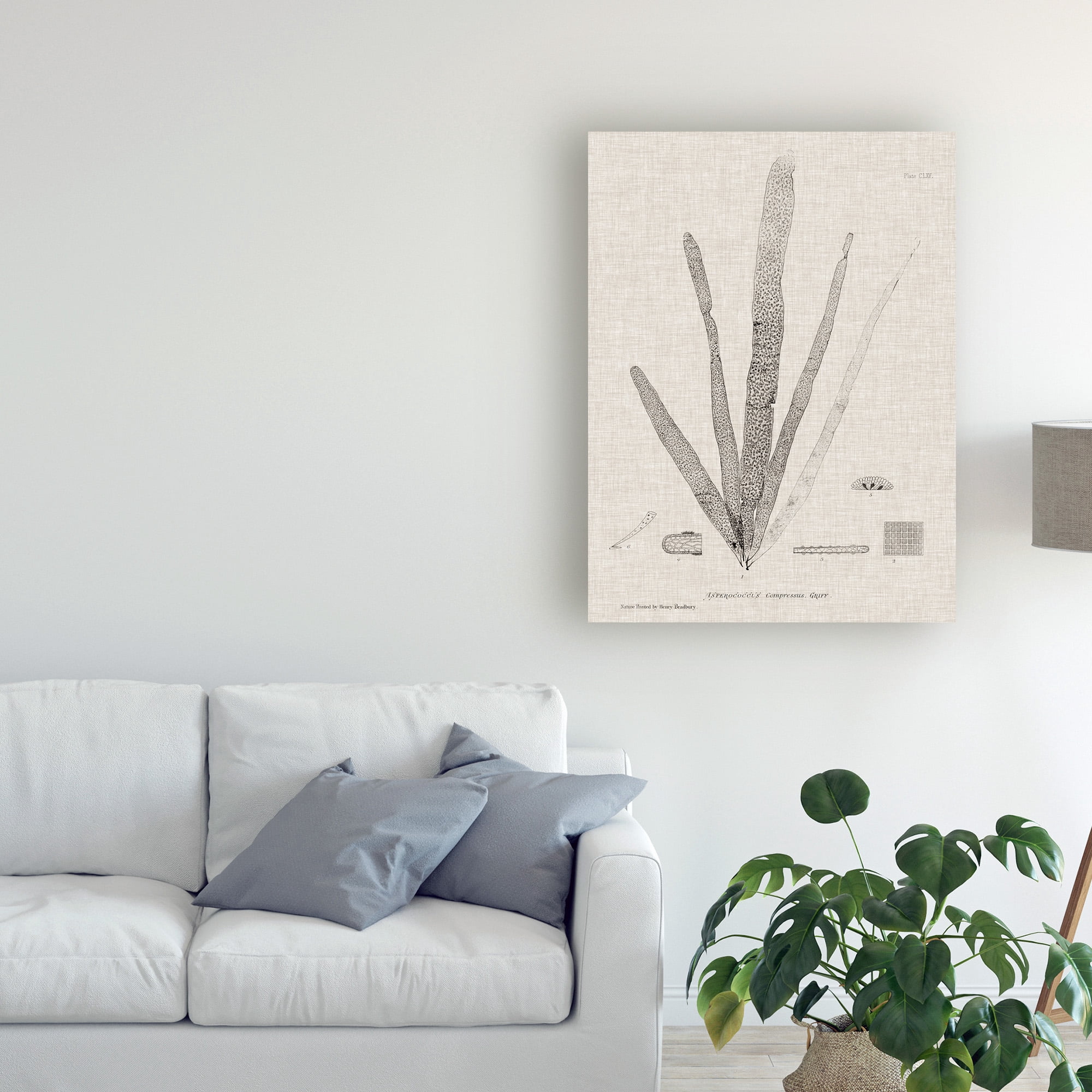 Trademark Fine Art 'Charcoal And Linen Seaweed II' Canvas Art by Henry Bradbury