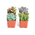 thumbnail image 2 of Home Botanicals Premium Pastel Succulent (Collection of 4), 2 of 4