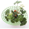 thumbnail image 4 of Strawberry Supports Stand 10pcs Strawberry Plant Supports Cages Climbing Trellis Strawberry Rack Frame Holder Balcony Planting Rack Fruit Support Gard, 4 of 5