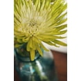 thumbnail image 2 of Zinnia Cactus Flower Seed Mix/ Annual/ Full Sun/ 4000 Seeds 1 oz/ Zellajake Farm and Garden  - B266, 2 of 3