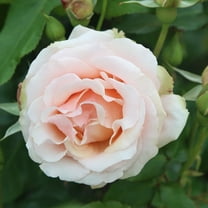 Own-Root One Gallon Mother of Pearl™ Grandiflora Rose by Heirloom Roses