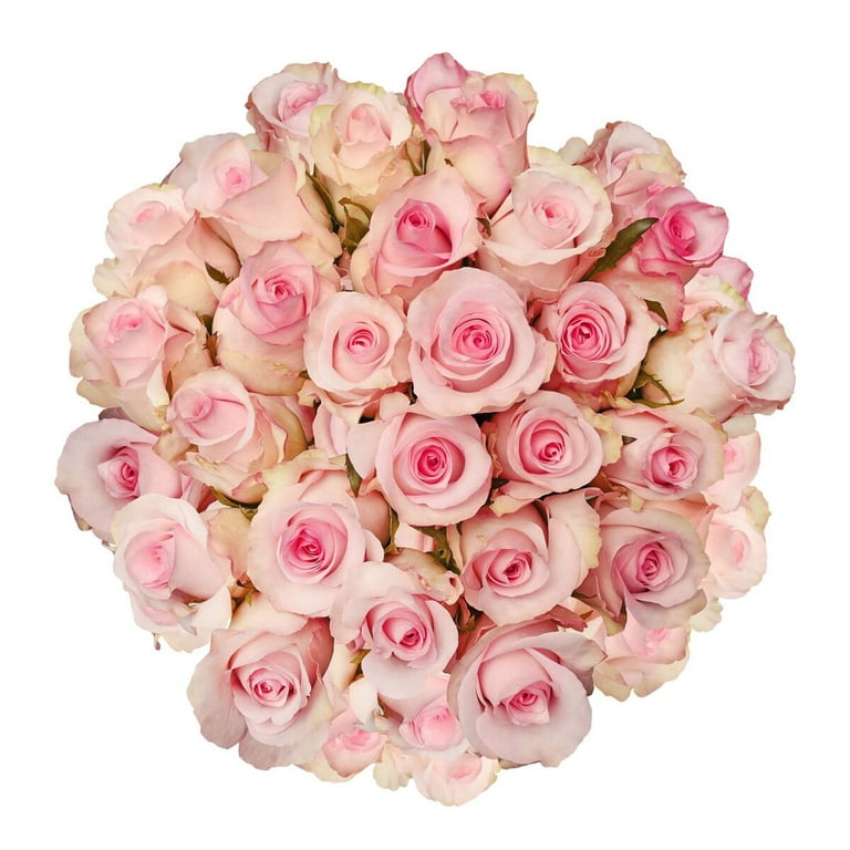 Farm Direct Fresh Light Pink Glitter Roses for Valentine's Day | Light Pink  Glitter Flower Bouquet of 12 Fresh Roses (Dozen) + Vase Included - Fresh