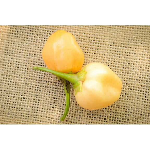 Peachadew Pepperdew Malawi Piquante Heirloom Pepper Premium Seeds Packet