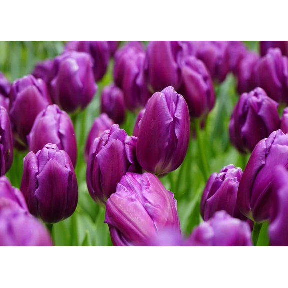 CZ Grain 10 Prechilled Purple Tulip Plant Bulbs, Easy to Grow in Water or Dirt