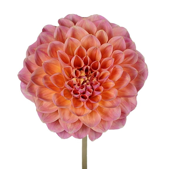 Salmon Dahlias - 40-50 cm - Fresh Cut Flowers - 40 Stems - Dahlias - by Bloomingmore