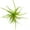 Tenuifolia Green, variant on ragnaroc Air Plants - Tillandsia Tenuifolia Green, Large 3-5" - 1ct - Live Arrival Guaranteed - House Plants for Home Decor & Gift