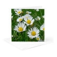 thumbnail image 5 of 3drose, Daisy, 6 Greeting Cards with Envelopes, 5 of 7