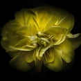 thumbnail image 3 of Carson, Brian 12x12 Black Modern Framed Museum Art Print Titled - Golden Yellow Petals, 3 of 5