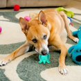 thumbnail image 2 of Dsscvnef Dog Toy Squeaky Dog Toothbrush Teeth Cleaning Teething Stick Pet Educational Chewing Toy Helps Dog, 2 of 5