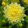 thumbnail image 2 of Kelvin Floodlight Dinnerplate Dahlia Flower Tuber - Live Bulb Ready to Plant - HUGE Blooms up to 10" Across - Perennial - Grows Well in Containers - Good as Cut Flowers, 2 of 4