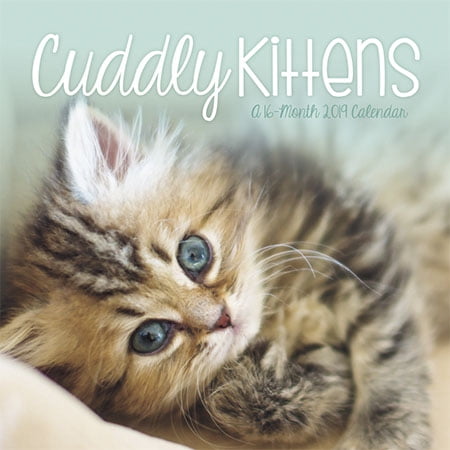 Kittens Wall Calendar - 2019 Cuddly Kittens Wall Calendar