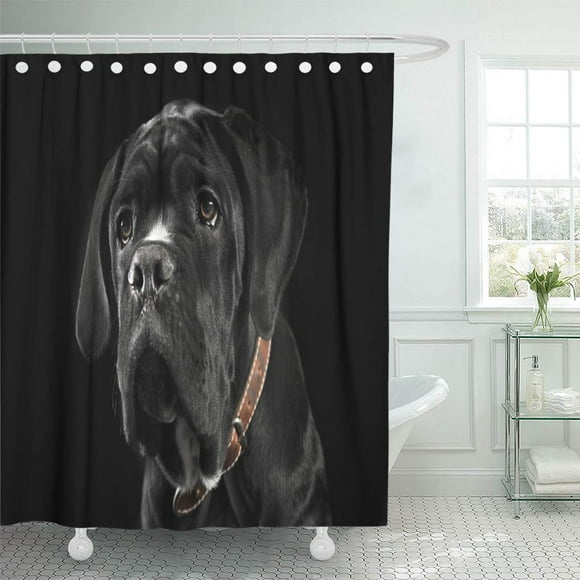 ZY-suttom Adorable Puppy Black Cane Corso Portrait in Studio Affectionate Shower Curtain 66x72 inch