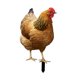 thumbnail image 5 of Estatua de pollo, estaca de jardín, escultura de animal, figura decorativa de pollo de metal, 315 x 174 x 01 cm, 5 of 8