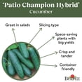thumbnail image 4 of Burpee Patio Champion Hybrid Cucumber Vegetable Seed, 1-Pack, 4 of 5