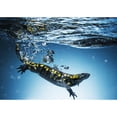 thumbnail image 2 of Posterazzi DPI12275330 Salamander Caudata Swimming in Water - Tarifa Cadiz Andalusia Spain Poster Print - 19 x 13 in., 2 of 4