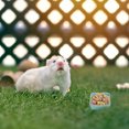 thumbnail image 4 of 2 uds cuenco de comida de cerámica para mascotas y alimentador de plato de agua para conejillo de indias erizo ardilla animales pequeños MFZFUKR BST3011041-2, 4 of 5