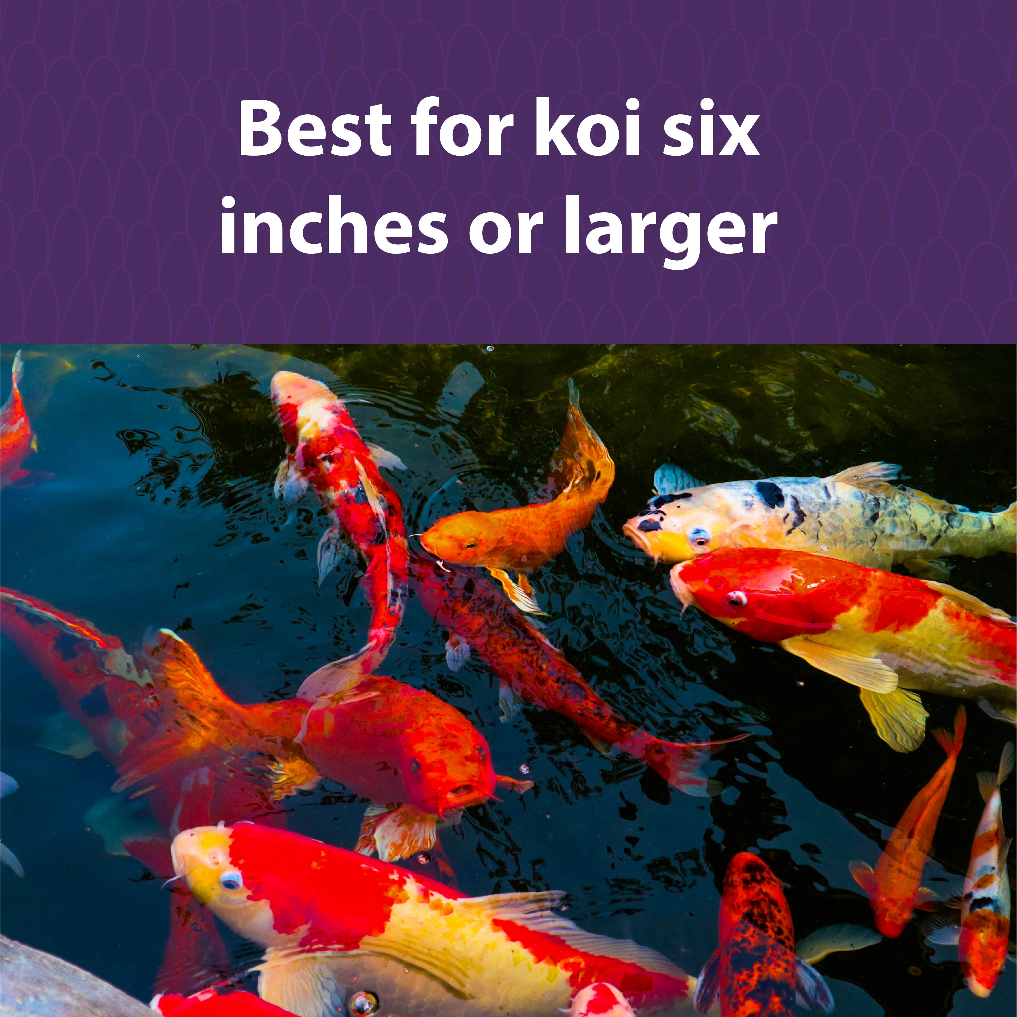 Mazuri Koi Floating Pond Nuggets, 20 LB Bag, 2-Pack