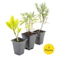 thumbnail image 3 of 1 Mediterranean Chef's Herb Plant Trio: Live Aromatic Culinary Herbs in 3.5" Cubes | Garden-Ready Bay Laurel, Rosemary & Sage Plants with Fresh Savory Flavor for Cooking, Containers & Home Gardens, 3 of 7