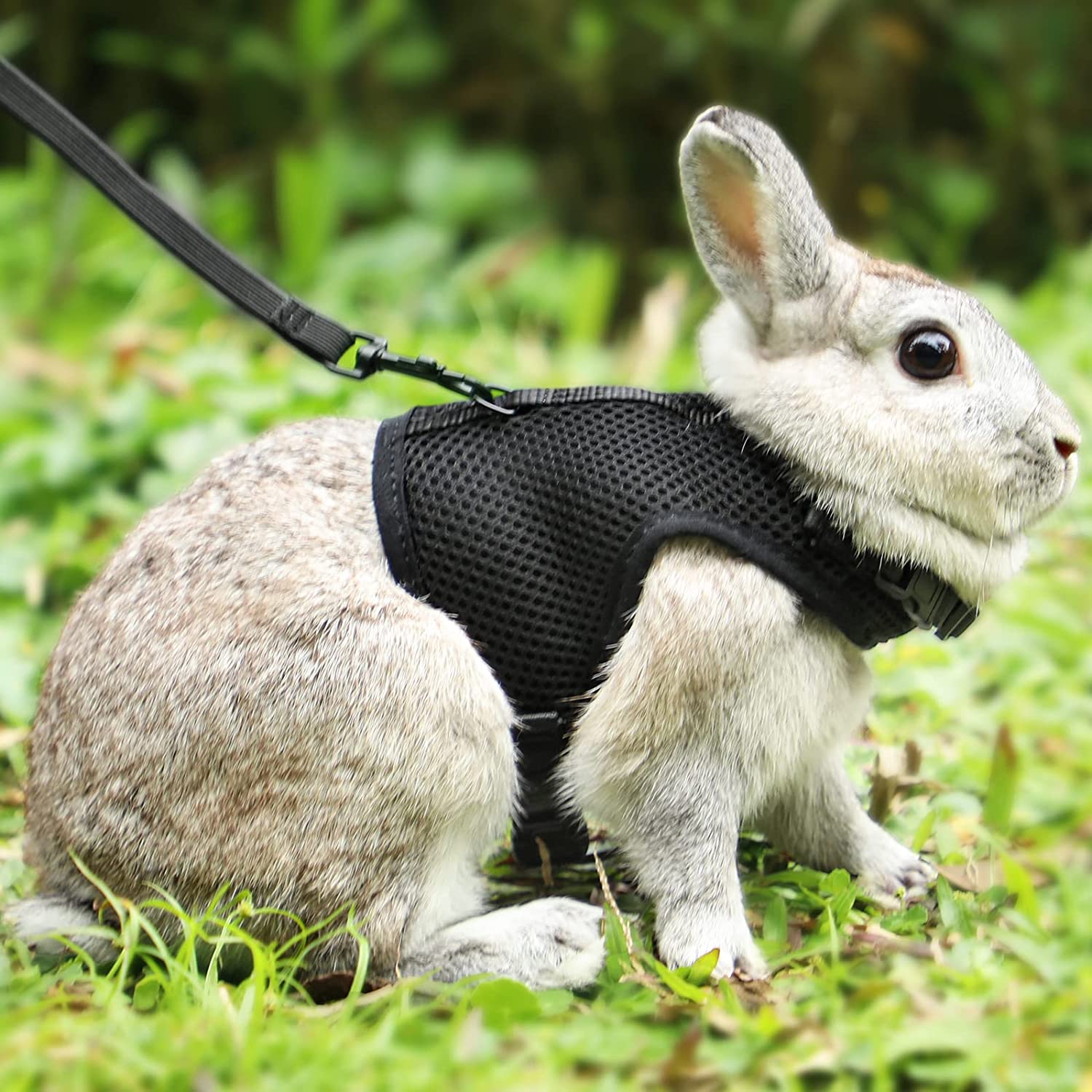 Bunny Rabbit Harness with Stretchy Leash Cute Adjustable Buckle Breathable Mesh Vest for Kitten Small Pets Walking (Black,XS)