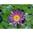 thumbnail image 2 of 10 Seeds PURPLE WATER LILY Pad Nymphaea Sp Pond Lotus Flower Seeds, 2 of 5